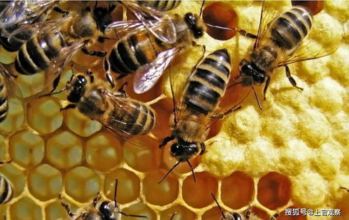 蜂蜜live在线观看
